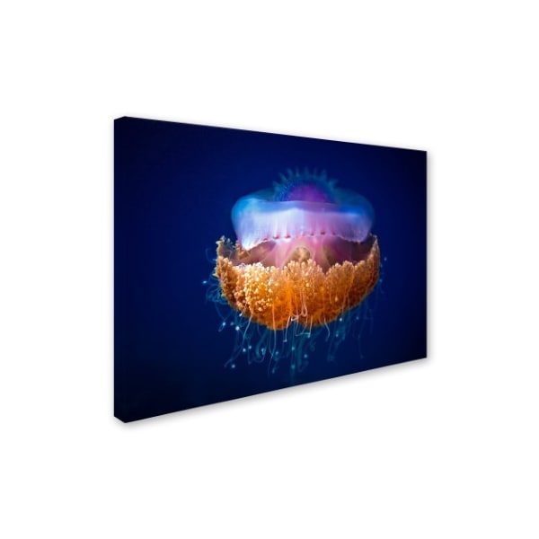 Luckyguy 'Fried Egg Jellyfish' Canvas Art,24x32